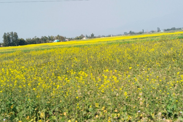 दाङमा तोरीखेतीको क्षेत्रफल र उत्पादन बढ्दै